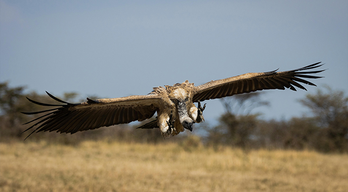 bird watching in Lake Maasai Mara